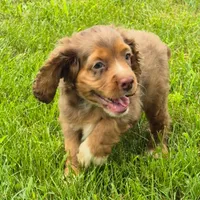 Henry, a male Cocker Spaniel and Havanese for sale in Grovespring, MO – 5 of 9
