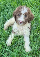 Patsy, a female Poodle - Standard  for sale in Grovespring, MO – 5 of 6