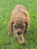 Cathy, a female Cocker Spaniel for sale in Grovespring, MO – 8 of 10