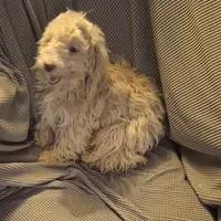 Happy, a male Havapoo for sale in Grovespring, MO – Photo 3 of 10