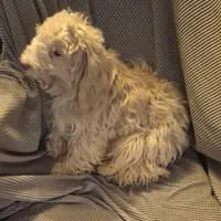 Happy, a male Havapoo for sale in Grovespring, MO – Photo 7 of 10