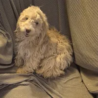 Happy, a male Havapoo for sale in Grovespring, MO – Photo 9 of 10