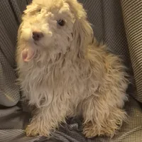 Happy, a male Havapoo for sale in Grovespring, MO – Photo 1 of 10