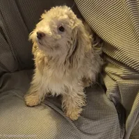 Happy, a male Havapoo for sale in Grovespring, MO – Photo 5 of 10