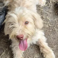 Happy, a male Havapoo for sale in Grovespring, MO – Photo 8 of 10