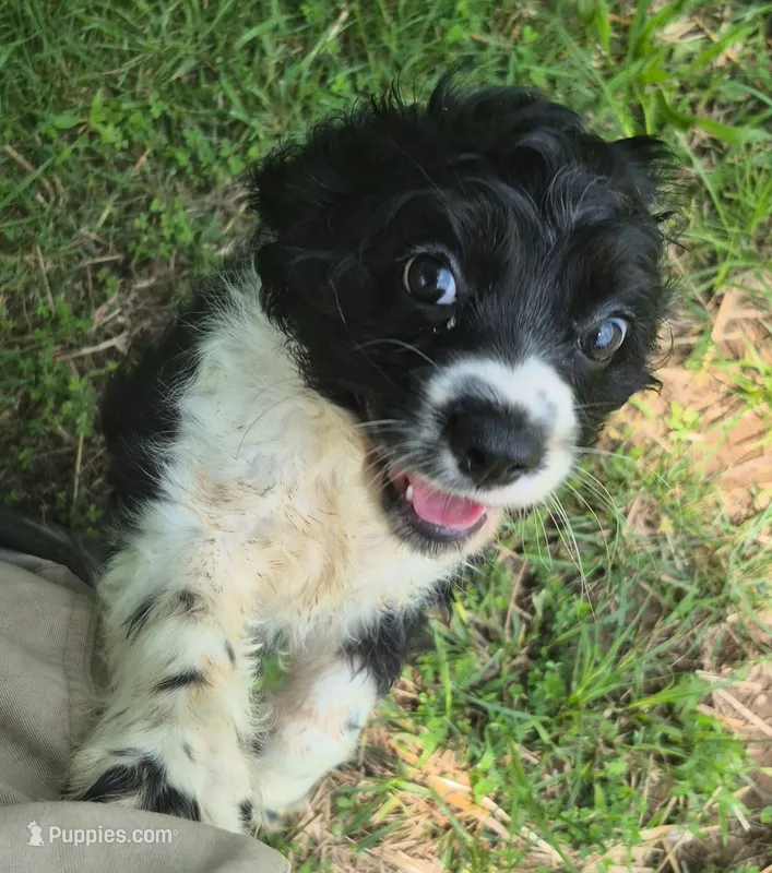 Caty – Cocker Spaniel puppy for sale in Grovespring, MO