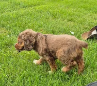 Henry, a male Cocker Spaniel and Havanese for sale in Grovespring, MO – 7 of 9