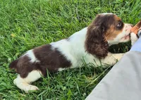 Chase, a male Cocker Spaniel for sale in Grovespring, MO – 5 of 9