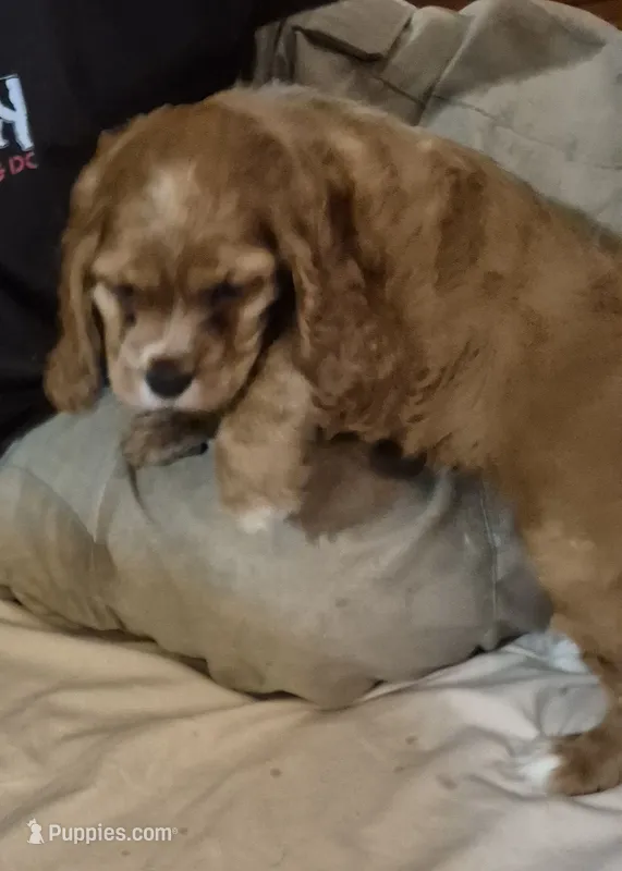 Cathy – Cocker Spaniel puppy for sale in Grovespring, MO