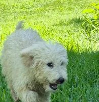 Penny, a female Poodle - Standard  for sale in Grovespring, MO – 3 of 4