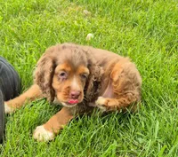 Henry, a male Cocker Spaniel and Havanese for sale in Grovespring, MO – 4 of 9