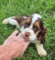 Chase, a male Cocker Spaniel for sale in Grovespring, MO – 3 of 9