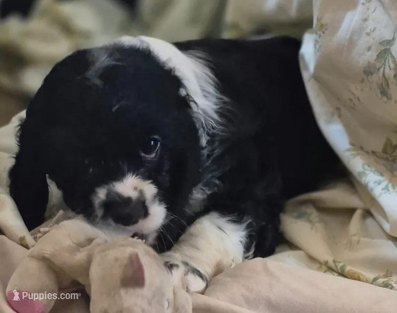 Caty – Cocker Spaniel puppy for sale in Grovespring, MO