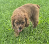 Cathy, a female Cocker Spaniel for sale in Grovespring, MO – 4 of 10