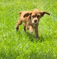 Carrie, a female Cocker Spaniel for sale in Grovespring, MO – 3 of 9
