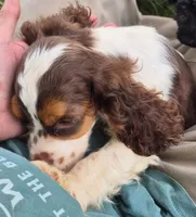 Chase, a male Cocker Spaniel for sale in Grovespring, MO – 6 of 9