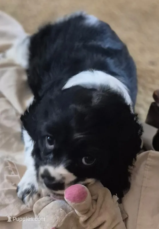 Caty – Cocker Spaniel puppy for sale in Grovespring, MO