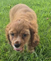 Cathy, a female Cocker Spaniel for sale in Grovespring, MO – 3 of 10