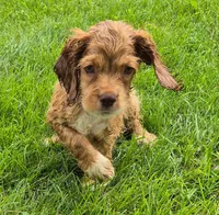 Conner, a male Cocker Spaniel for sale in Grovespring, MO – 5 of 10