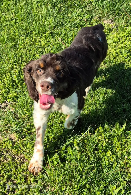 Chester – Cocker Spaniel puppy for sale in Grovespring, MO
