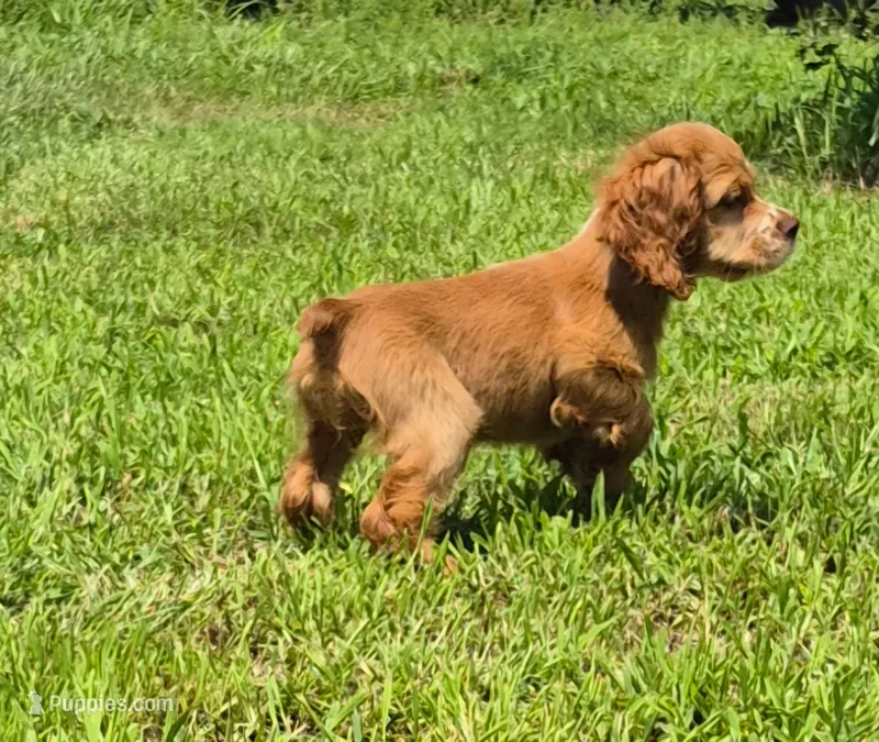 Carrie – Cocker Spaniel puppy on hold in Grovespring, MO