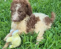 Patsy, a female Poodle - Standard  for sale in Grovespring, MO – 2 of 6