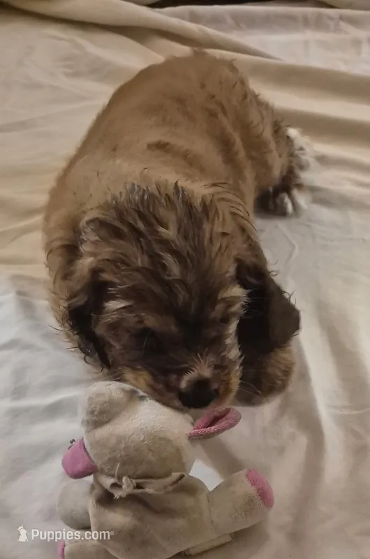 Cathy – Cocker Spaniel puppy for sale in Grovespring, MO