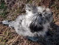 Princess, a female Cavapoo for sale in Grovespring, MO – Photo 9 of 10