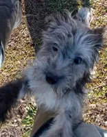 Princess, a female Cavapoo for sale in Grovespring, MO – Photo 7 of 10