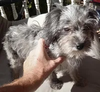 Princess, a female Cavapoo for sale in Grovespring, MO – Photo 8 of 10