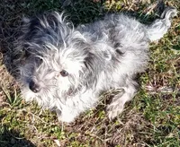 Princess, a female Cavapoo for sale in Grovespring, MO – Photo 3 of 10