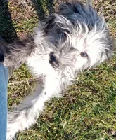 Princess, a female Cavapoo for sale in Grovespring, MO – Photo 6 of 10