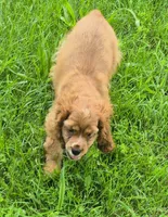 Cathy, a female Cocker Spaniel for sale in Grovespring, MO – 9 of 10