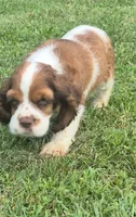 Col3e3s d3exz3ww2222, a male Cocker Spaniel for sale in Grovespring, MO – 7 of 7