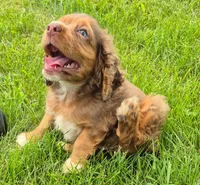 Henry, a male Cocker Spaniel and Havanese for sale in Grovespring, MO – 2 of 9