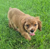 Cathy, a female Cocker Spaniel for sale in Grovespring, MO – 5 of 10