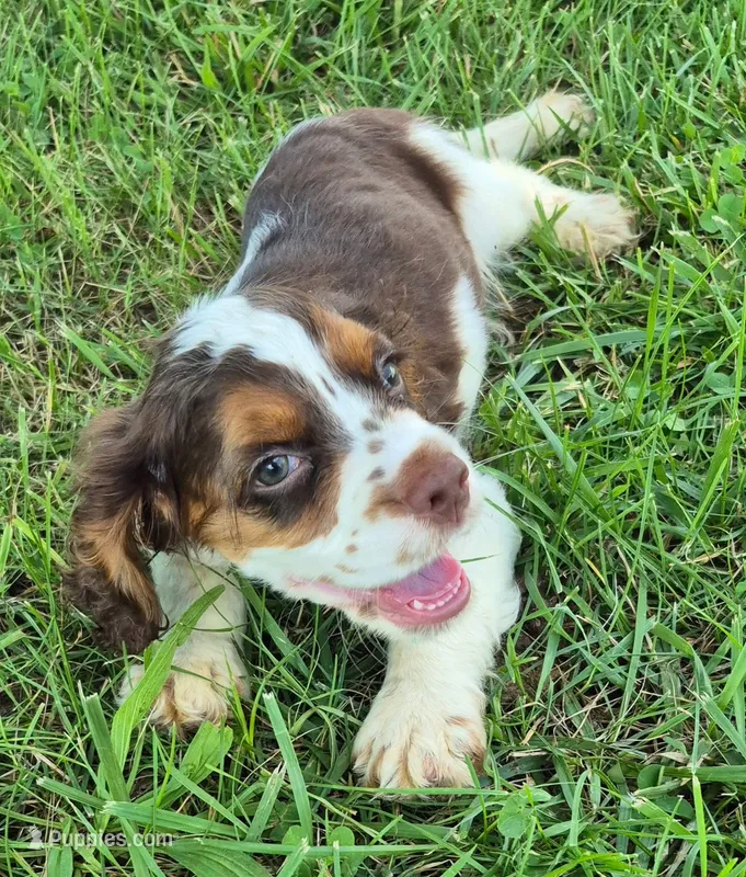 Chase – Cocker Spaniel puppy for sale in Grovespring, MO
