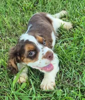 Chase, a male Cocker Spaniel for sale in Grovespring, MO – 1 of 9