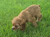 Cathy, a female Cocker Spaniel for sale in Grovespring, MO – 1 of 10