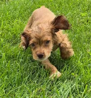 Conner, a male Cocker Spaniel for sale in Grovespring, MO – 2 of 10