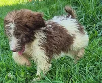 Patsy, a female Poodle - Standard  for sale in Grovespring, MO – 4 of 6