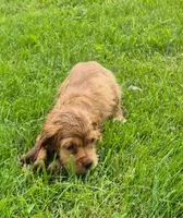 Conner, a male Cocker Spaniel for sale in Grovespring, MO – 9 of 10