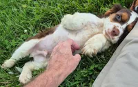 Chase, a male Cocker Spaniel for sale in Grovespring, MO – 4 of 9