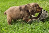Henry, a male Cocker Spaniel and Havanese for sale in Grovespring, MO – 6 of 9