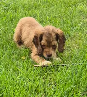 Conner, a male Cocker Spaniel for sale in Grovespring, MO – 4 of 10
