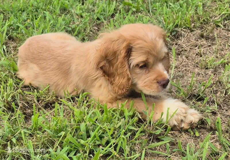 Conner – Cocker Spaniel puppy for sale in Grovespring, MO