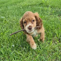 Carrie, a female Cocker Spaniel for sale in Grovespring, MO – 8 of 9