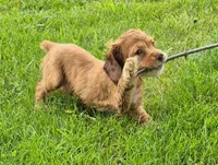 Conner, a male Cocker Spaniel for sale in Grovespring, MO – 10 of 10