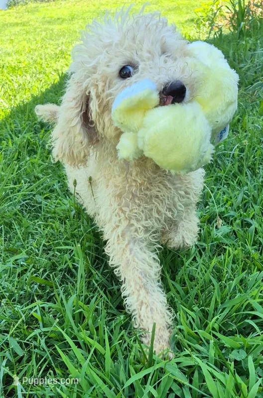 Penny – Poodle - Standard  puppy for sale in Grovespring, MO