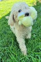 Penny, a female Poodle - Standard  for sale in Grovespring, MO – 1 of 4